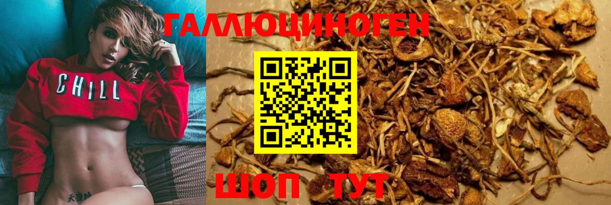 Благодарный  Галлюциногенные грибы Psilocybine cubensis  Вход с VPN 